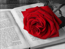 20581_Rose.jpg